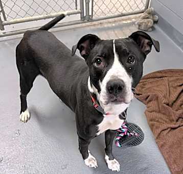 Photo of BRUTUS