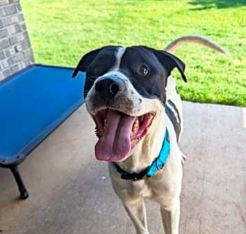 Photo of Milo IV (New Digs)