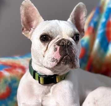 Photo of Nigel