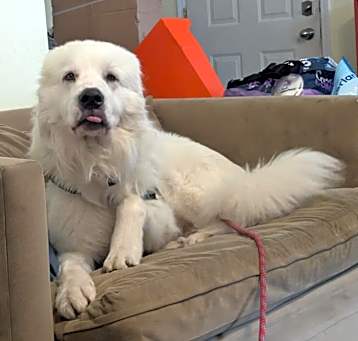 Photo of Remy
