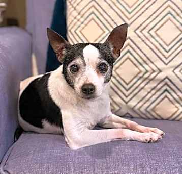Photo of Wheezy