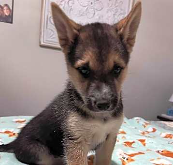 Photo of Walnut's Flynn