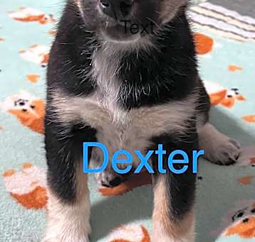 Photo of Walnut's Dexter