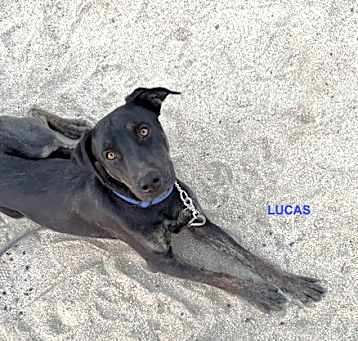 Photo of LUCAS