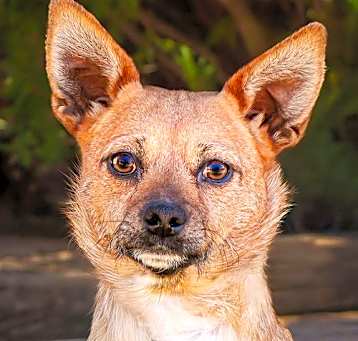 Photo of Tender Ms Tassie ~ Chill Chiweenie