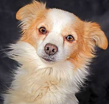Photo of Magical Mr Ma'at ~ Perfect Papillon