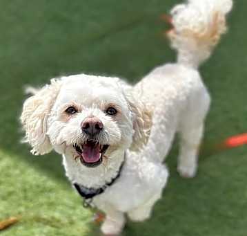 Photo of Max