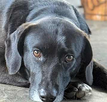 Photo of Tipper