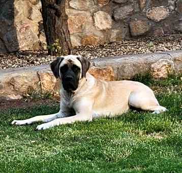 Photo of Mabel