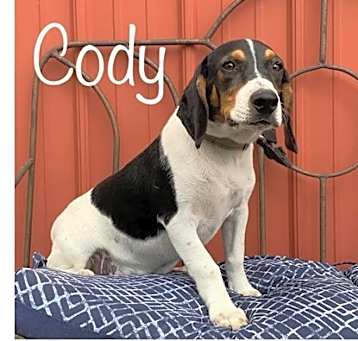 Photo of Cody