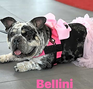 Photo of Bellini