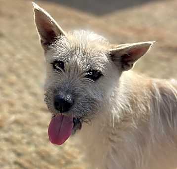 Photo of Chiko