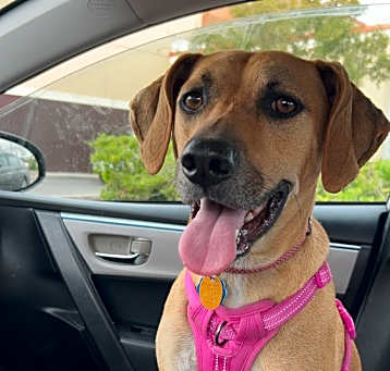Photo of Brownie
