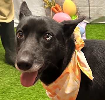 Photo of Jazzie