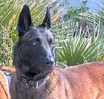 Photo of Bruno - located in Arizona