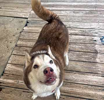 Photo of Koda