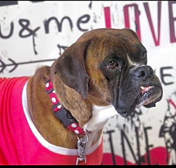 Photo of RANGER