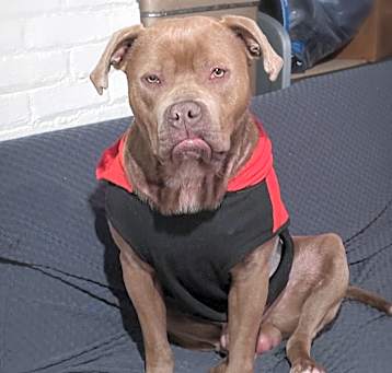 Photo of Chucky
