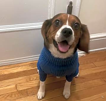 Photo of Scooby *courtesy post*