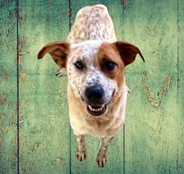 Photo of Sawyer