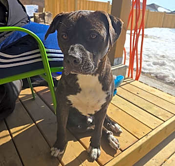 Photo of Bruno