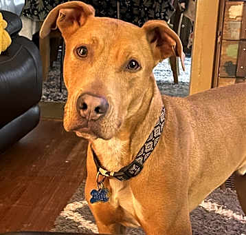 Photo of Louie