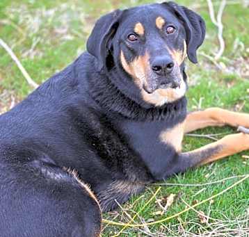 Photo of Tank