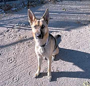 Photo of Luna