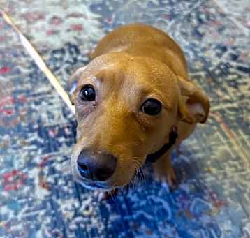 Photo of Daisy