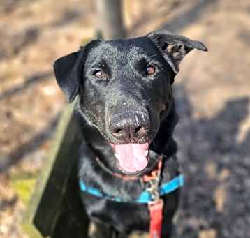 Photo of Shadow