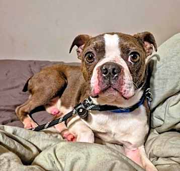 Photo of Bruin