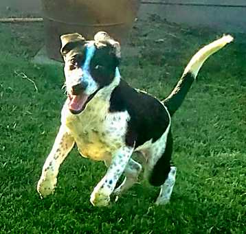 Photo of Beano