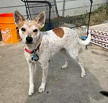 Photo of Penny