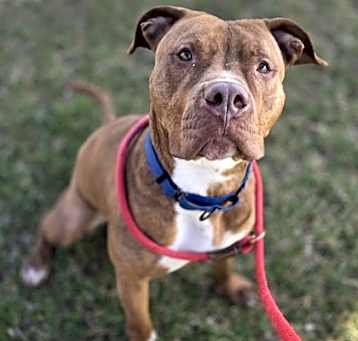Photo of Scoob