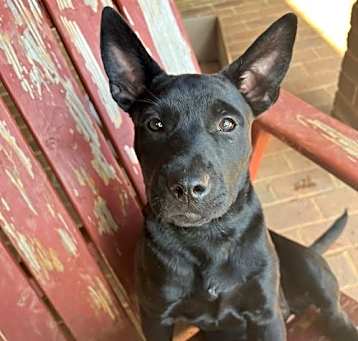 Photo of Nyx - Shelby Litter