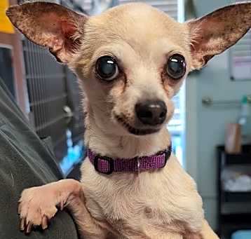 Photo of Blanche - 5 pounds