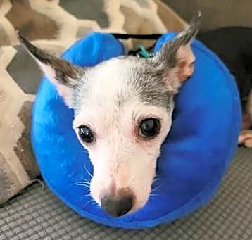 Photo of Dottie