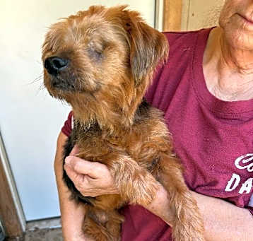 Photo of Everett - Adoption Fee is Sponsored