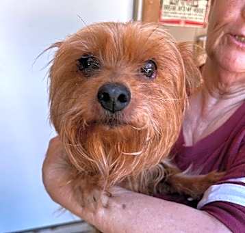 Photo of Binky - Adoption Fee is Sponsored