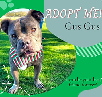 Photo of Gus Gus 