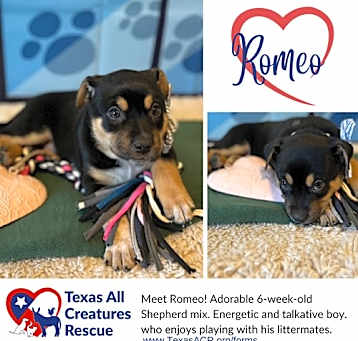 Photo of Romeo