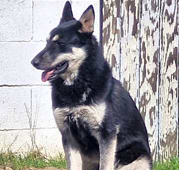 Photo of Suki