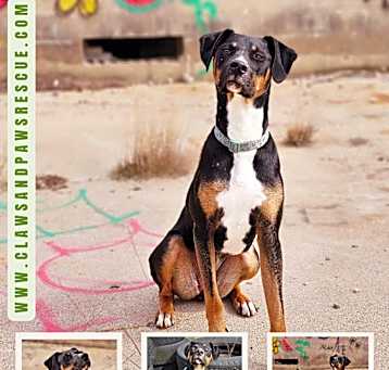 Photo of Sequoia