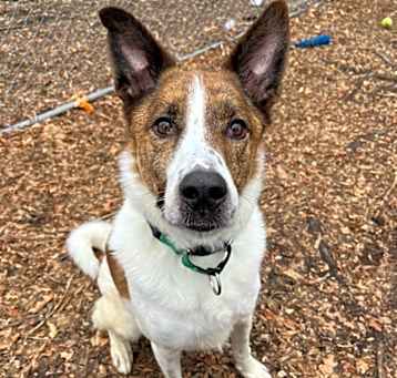 Photo of Buster