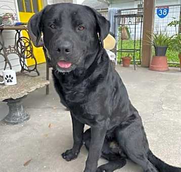 Photo of Ruger