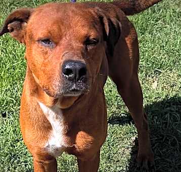 Photo of Alamo