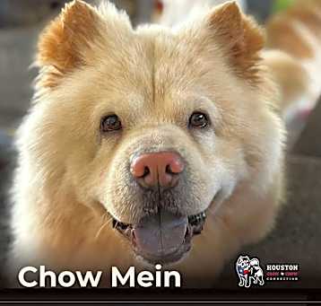 Photo of Chow Mein