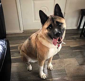 Photo of Kuma