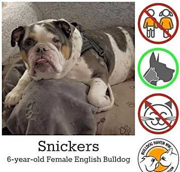 Photo of Snickers