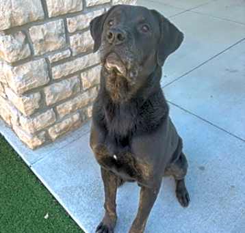 Photo of Shadow